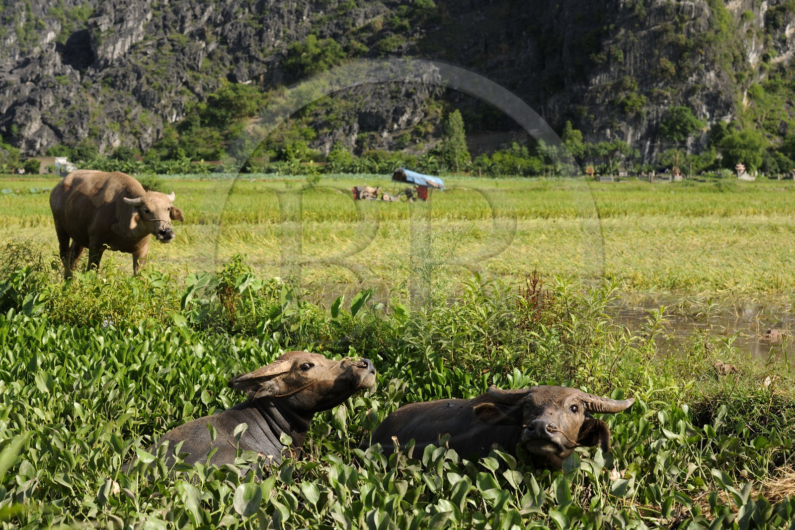 Vietnam, province de Ninh Binh, moisson du riz mécanisée et buffles