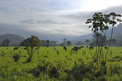 Brésil, Etat de Rio de Janeiro, Parque Nacional de Serra da Bocaina en bordure de la baie de Paraty, vaches au prés (Route de l'or, Estrada Real)