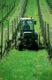 France, Bas Rhin, tractor in vineyard near Andlau village