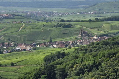 France, Haut-Rhin (68), Route des vins d'Alsace, Hunawihr, labellisé Les Plus Beaux Villages de France, église fortifiée Saint-Jacques-le-Majeur du XIVème siècle entourée de vignes