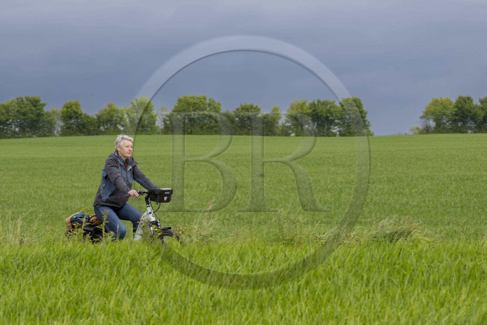 France, Vendée (85), Saint-Michel-le-Cloucq, cycliste sur la piste de la véloroute Vendée Vélo Tour au milieu des champs de blé