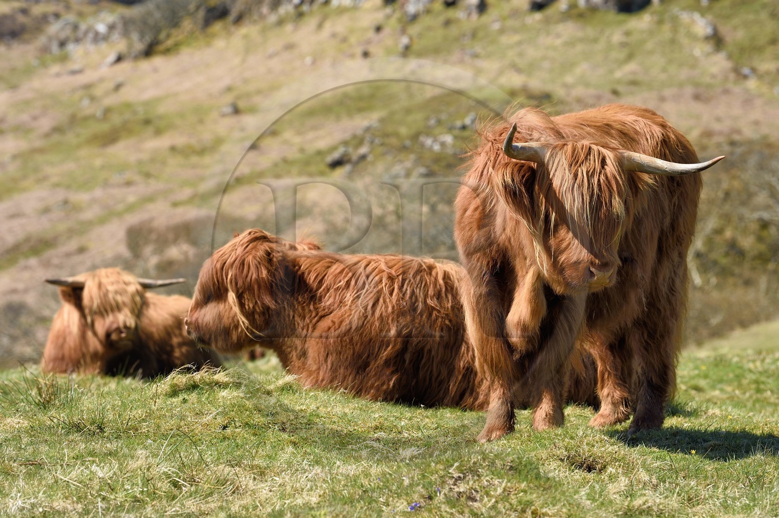 United Kingdom, Scotland, Highland, Inner Hebrides, Isle of Mull, Highland cows
