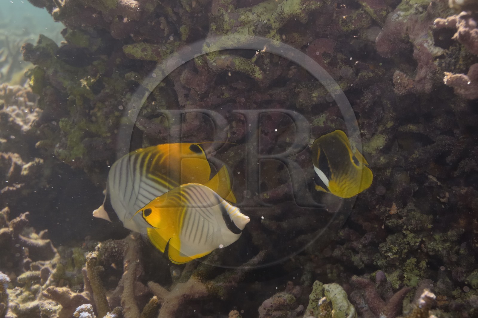 France, île de la Réunion, le récif corallien du lagon de la plage de Saint-Gilles et de l'Ermitage (vue sous-marine)