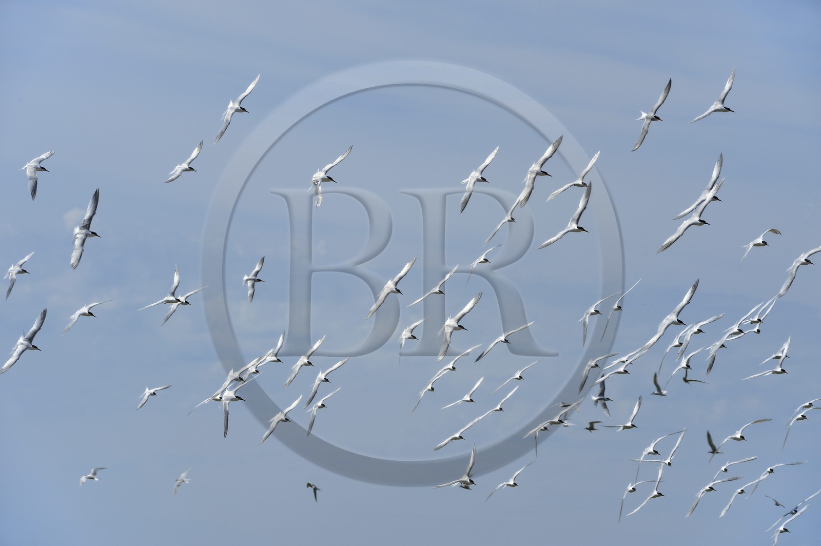 France, Finistère (29), La Foret Fouesnant, archipel des Glénan, Ile aux Moutons qui abrite une colonie de Sternes lors de la période de nidification