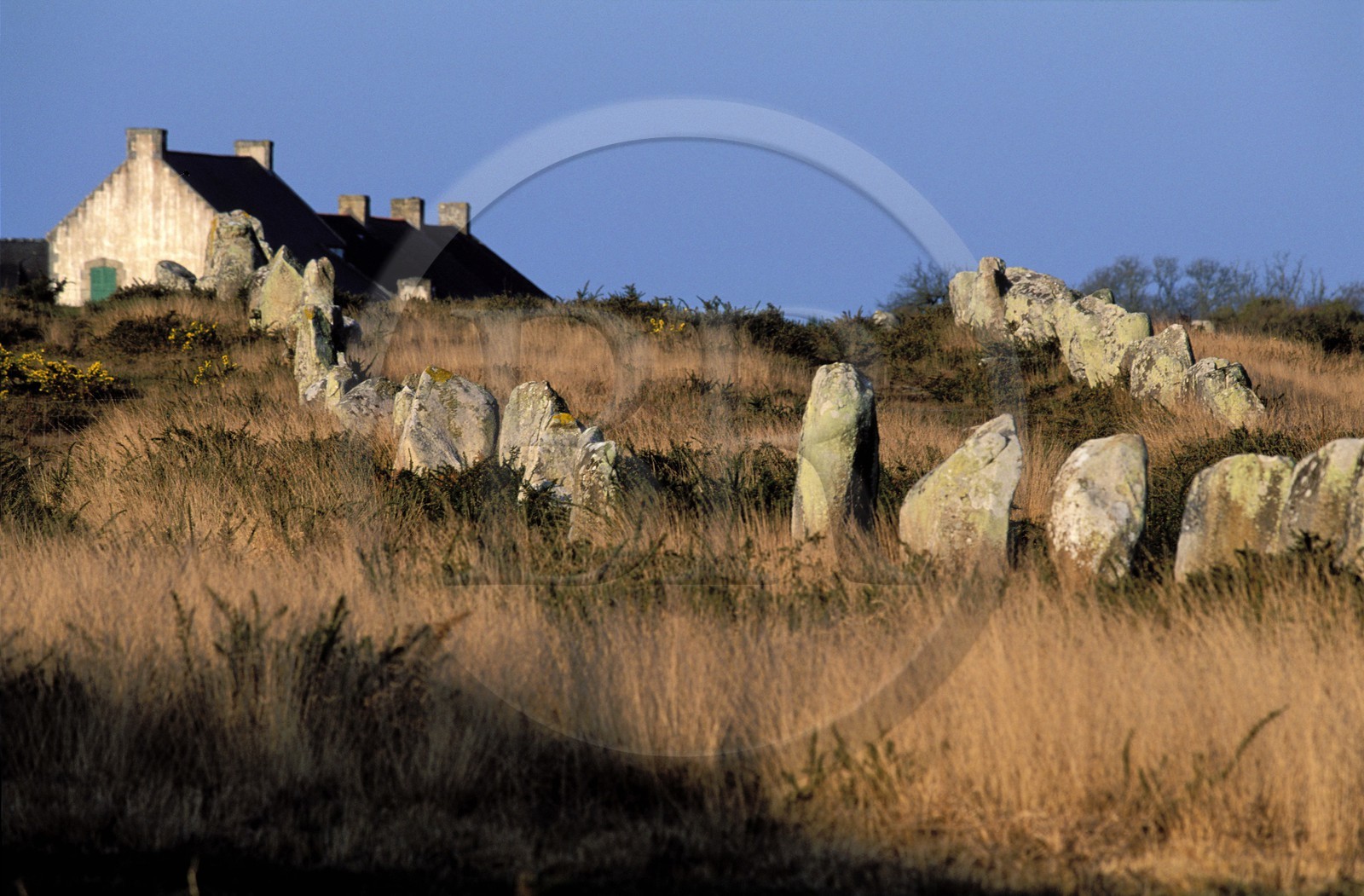 France, Morbihan (56), les mégalithes de Carnac, alignements de menhirs