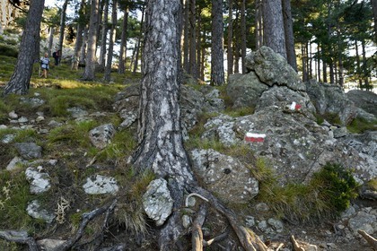 France, Corse du Sud, Alta Rocca, the GR 20 (Grande Randonnée itinerary) mark in the forest at the base of the Aiguilles de Bavella (Bavella Needles)