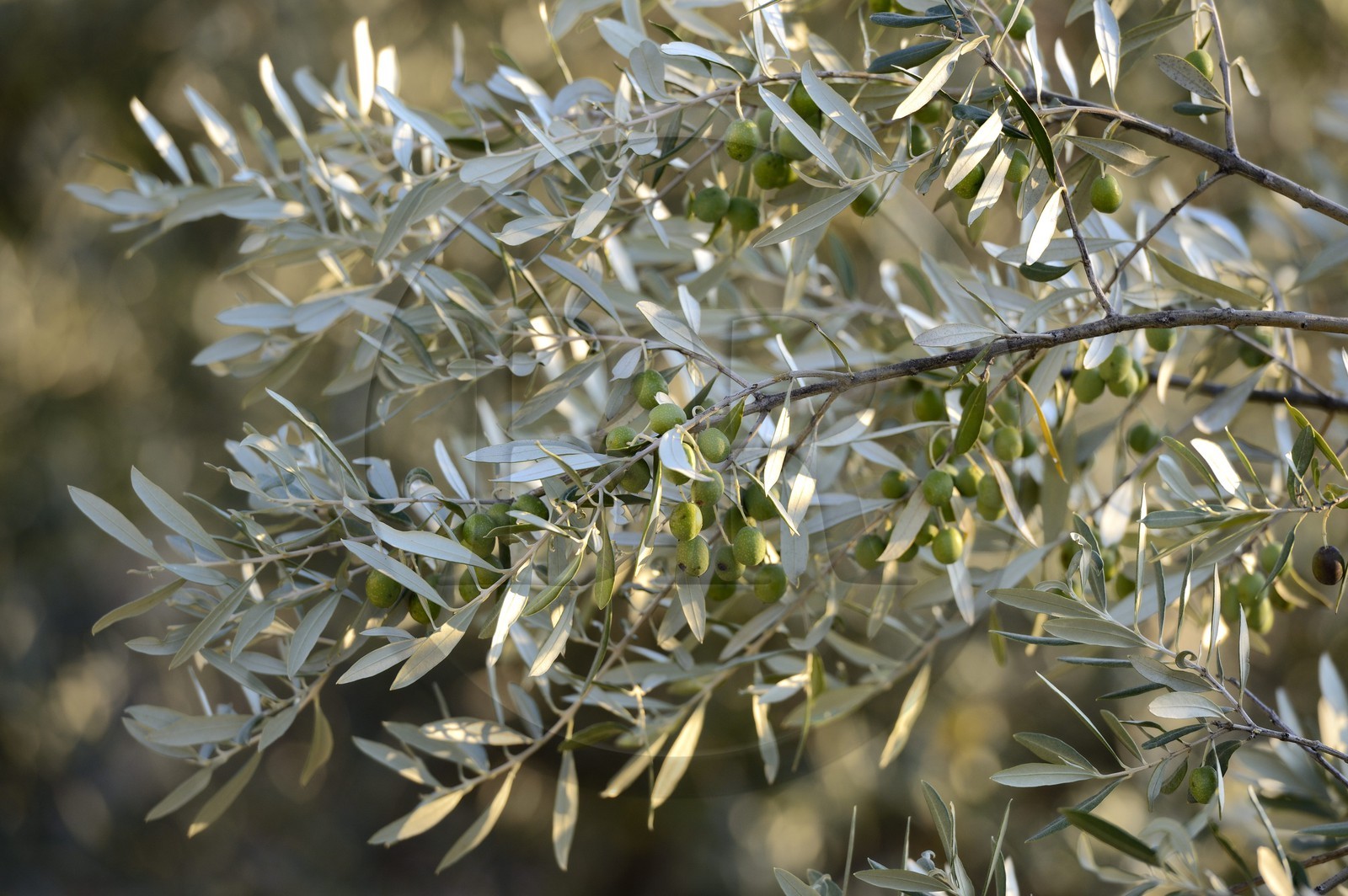 France, Corse du Sud, Alta Rocca, Sainte-Lucie-de-Tallano (Santa Lucia di Tallà), olives