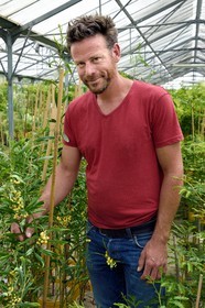 France, Var (83), Bormes-les-Mimosas, le pépiniériste Julien Cavatore, producteur spécialiste du mimosa