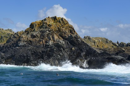France, Côtes-d'Armor (22), Perros-Guirec, Ile Tomé, phoque gris (Halichoerus grypus)