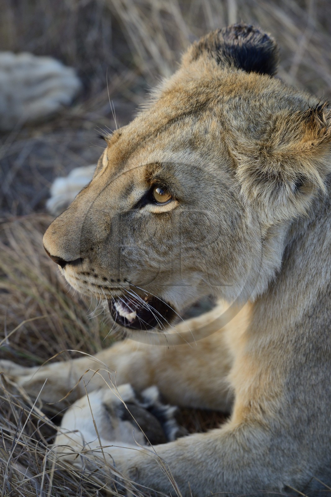 Zimbabwe, Midlands Province, Gweru, Antelope Park home to ALERT (African Lion and Environmental Research Trust), young lioness (panthera leo)