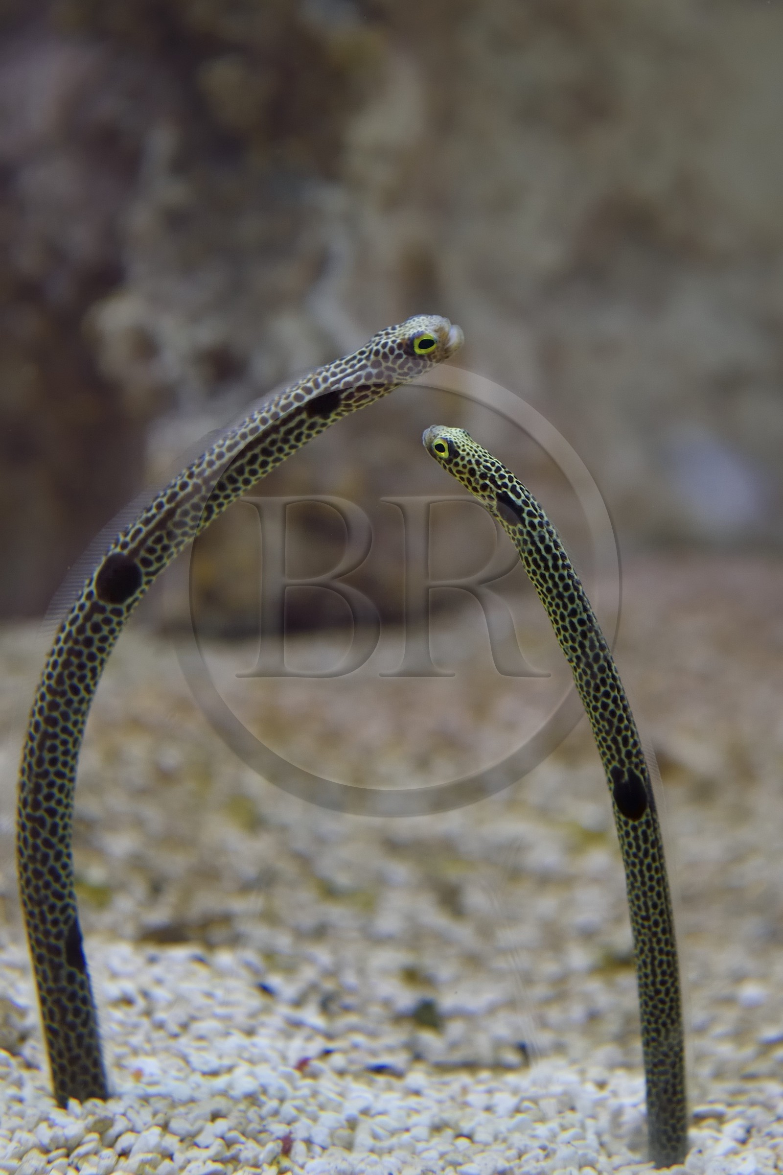 France, Charente-Maritime (17), La Rochelle, Aquarium La Rochelle, Mention obligatoire, Anguille tachetée (Heteroconger hassi)