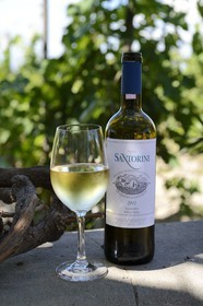 Grèce, Les Cyclades, mer Égée, île de Santorin (Thira ou Théra), plaine de Oia, Domaine Sigalas, vin blanc du cépage endemique Assyrtiko