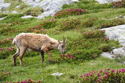 France, Alpes-Maritimes (06), parc national du Mercantour, vallée de la Valmasque, étagne, bouquetin (Capra ibex) femelle des Alpes