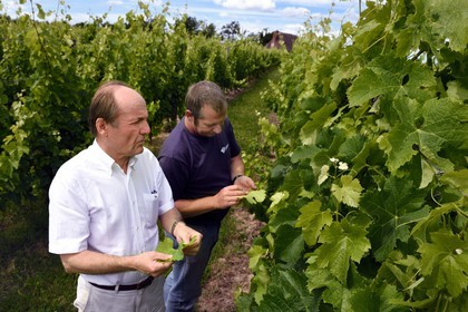 France, Dordogne (24), Creysse vers Bergerac, vignoble de Pécharmant, chateau de Tiregand, Francois-Xavier de Saint-Exupéry proprétaire et viticulteur dans ses vignes