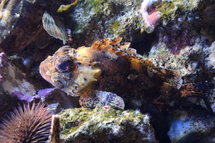 Principauté de Monaco, Monaco, le musée océanographique, rascasse pustuleuse (Scorpaena notata)