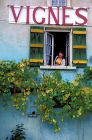 France, Saone et Loire, Cruzille, vine estate of Maynes