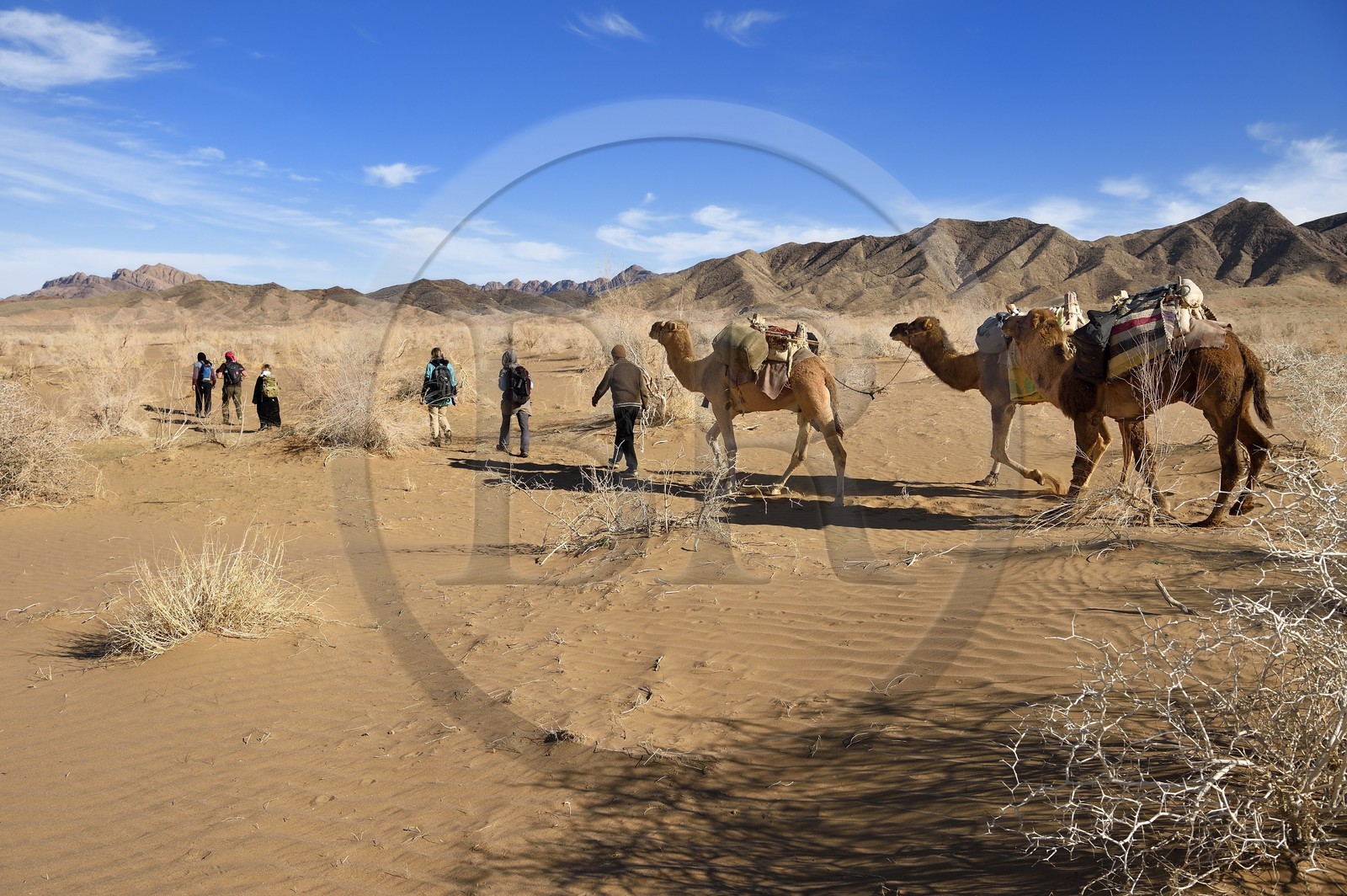 Iran, Province d'Ispahan, désert du Dasht-e Kavir, Mesr dans la région de Khur et Biabanak, caravane de dromadaires lors d'une randonnée chamelière