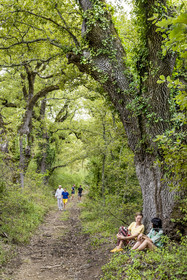 France, Var (83), Provence Verte, Bras, Académie du Bain de Forêt Provençale, forêt du domaine Le Peyrourier - une campagne en Provence, Constanze Coisne guide le Shinrin Yoku