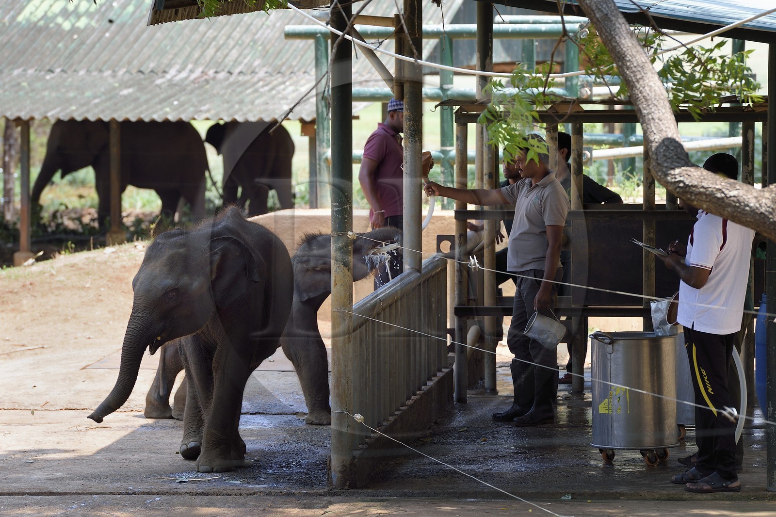 Sri Lanka, province de Sabaragamuwa, Parc national d'Uda Walawe (Udawalawe National Park), Elephant Transit Home, jeunes éléphants d'Asie (Elephas maximus) orphelins nourris au lait par leurs gardiens