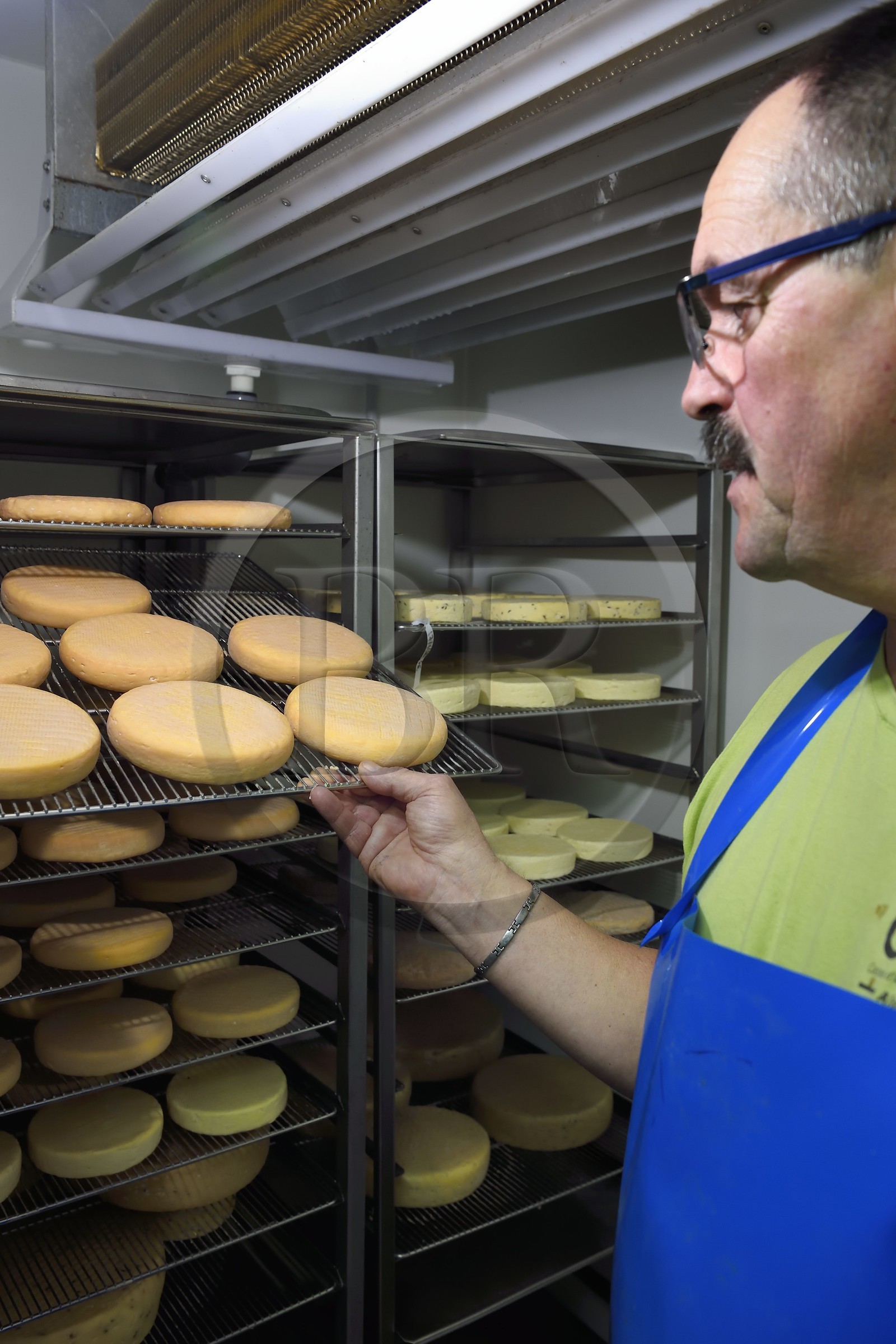 France, Haut Rhin, Kruth, ferme auberge marcaire du Schafert (farmhouse inn Schafert), Serge Sifferlen in the cellar to watch the maturation and ripening period of munster cheese