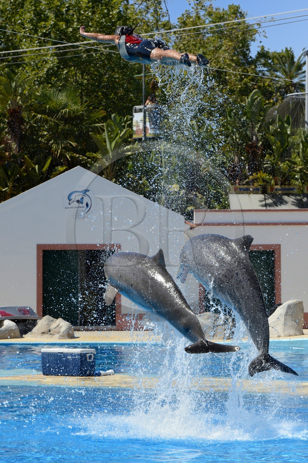 Portugal, Lisbonne, Jardin zoologique, le delphinarium, dauphins faisant le spectacle