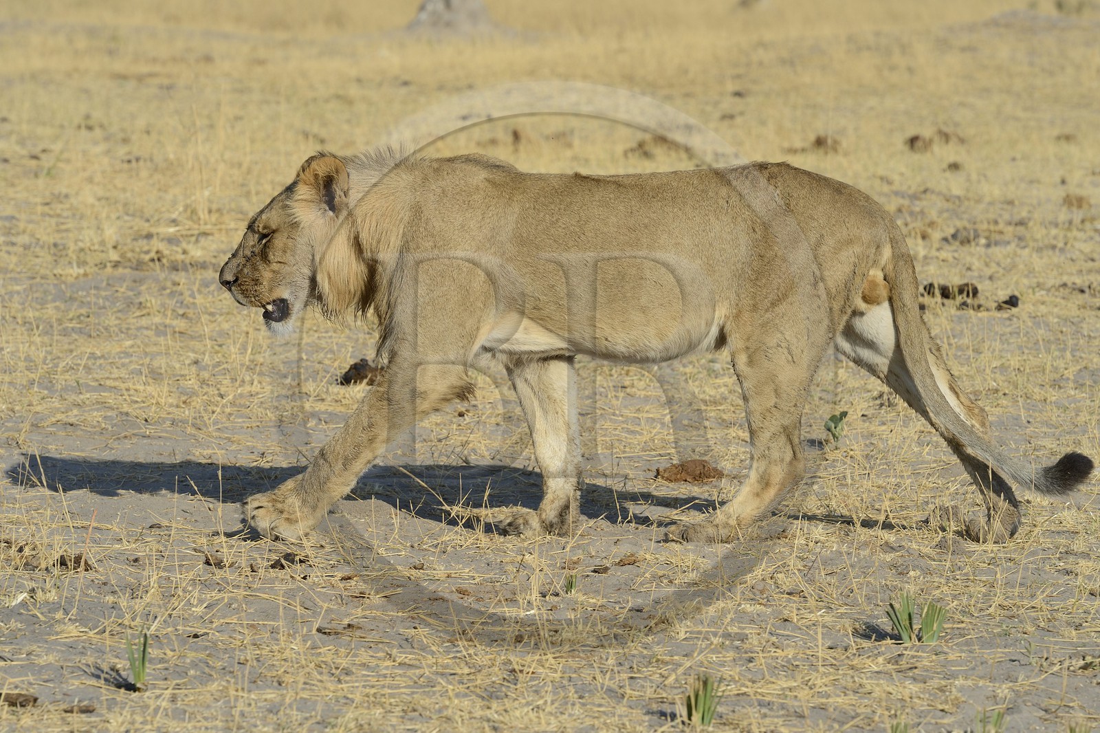 Zimbabwe, province de Matabeleland septentrional, parc national Hwange, lion (Panthera leo)