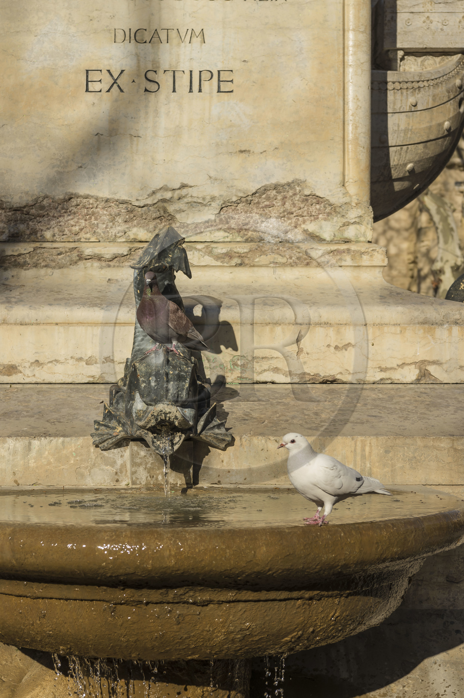 France, Gard, Aigues Mortes, pigeons drinking water from the fountain on the place Saint Louis