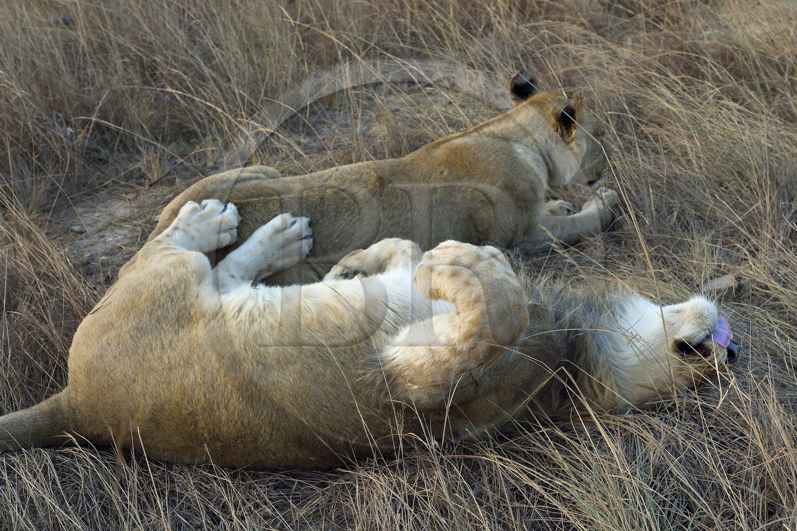 Zimbabwe, Midlands Province, Gweru, Antelope Park home to ALERT (African Lion and Environmental Research Trust), young lion and lioness (panthera leo)