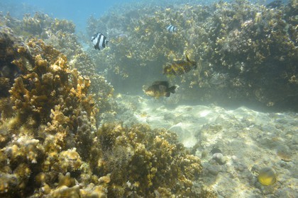 France, Ile de la Reunion, Côte Ouest, Saint-Gilles-Les-Bains (commune de Saint-Paul), le récif corallien du lagon de l'Ermitage et de La Saline-Les-Bains, Poisson coffre jaune (Ostracion cubicus) (vue sous-marine)