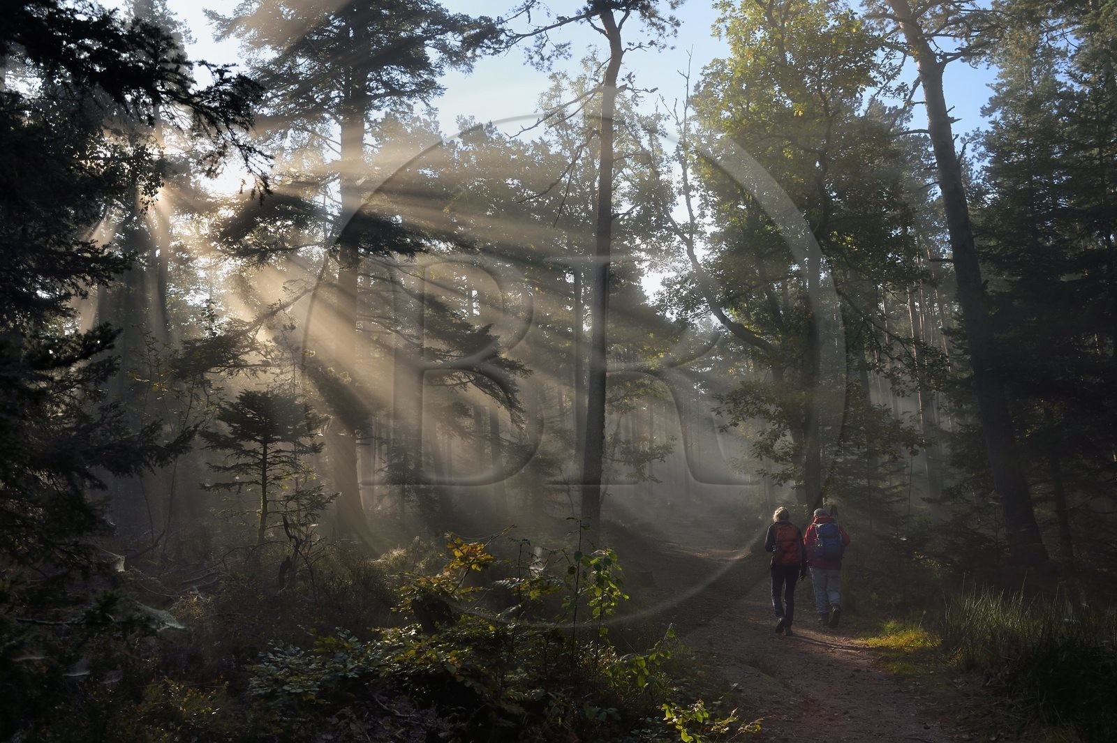 France, Bas-Rhin (67), Mont Saint-Odile, randonnée des chemins des Chateaux-forts d'Alsace vers le chateau du Landsberg