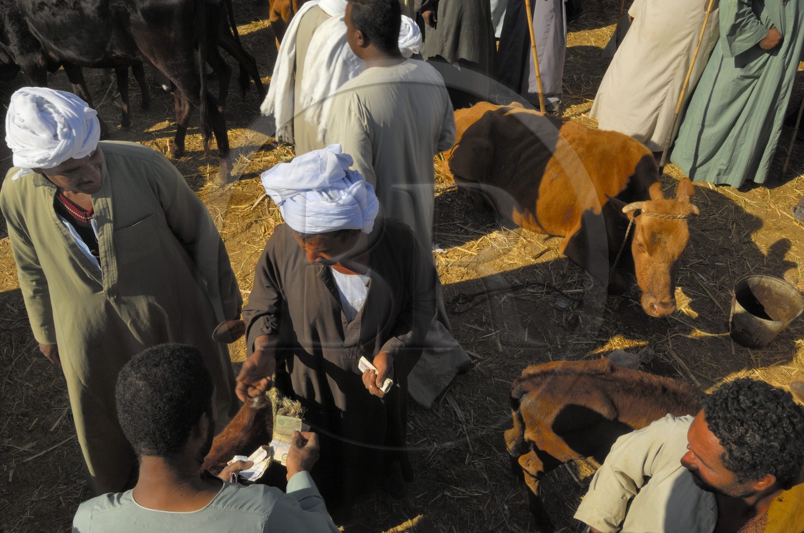 Egypte, Haute Egypte, Daraw au nord d'Assouan, marché aux vaches, concluant un marché