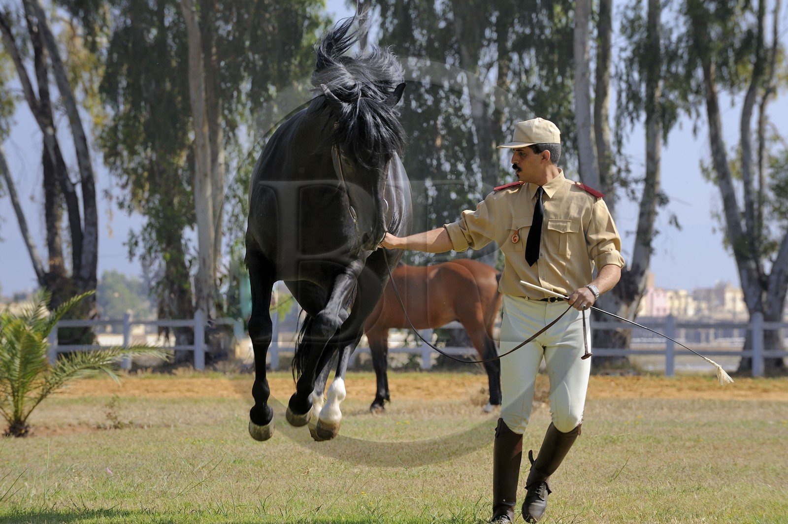 Maroc, région de Meknès-Tafilalet, haras royal de Meknès, pur sang arabe-barbe Oumas