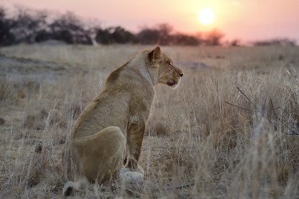 Zimbabwe, Midlands Province, Gweru, Antelope Park home to ALERT (African Lion and Environmental Research Trust), young lioness (panthera leo)