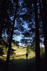 France, Haut Rhin, Ballons des Vosges Regional Natural Park, Rimbach pres Masevaux, hiker walking on the GR5 hiking trail to the Chaume de Haute Bers (extensive altitude grazing)