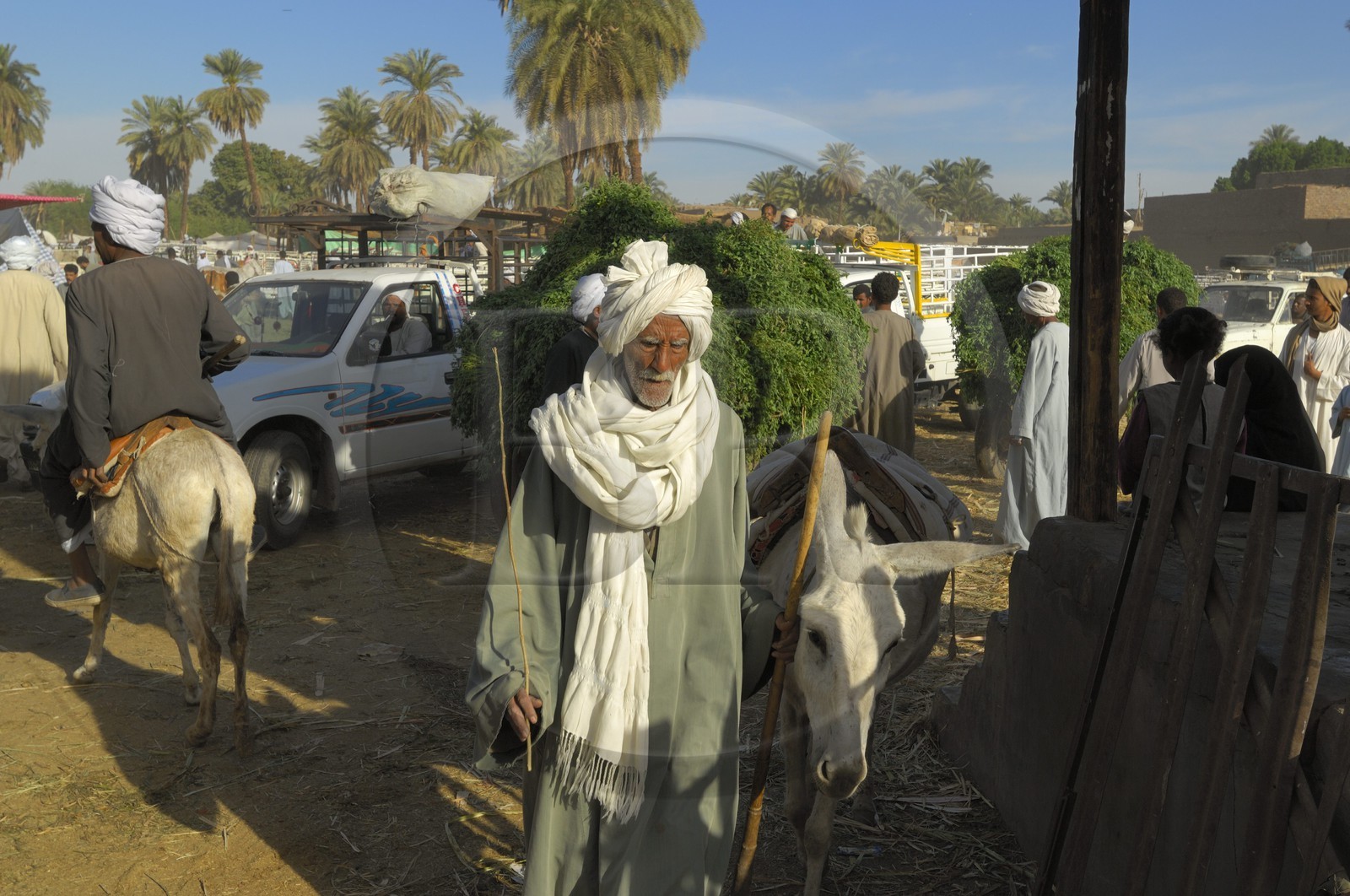 Egypte, Haute Egypte, Daraw au nord d'Assouan, marché aux animaux