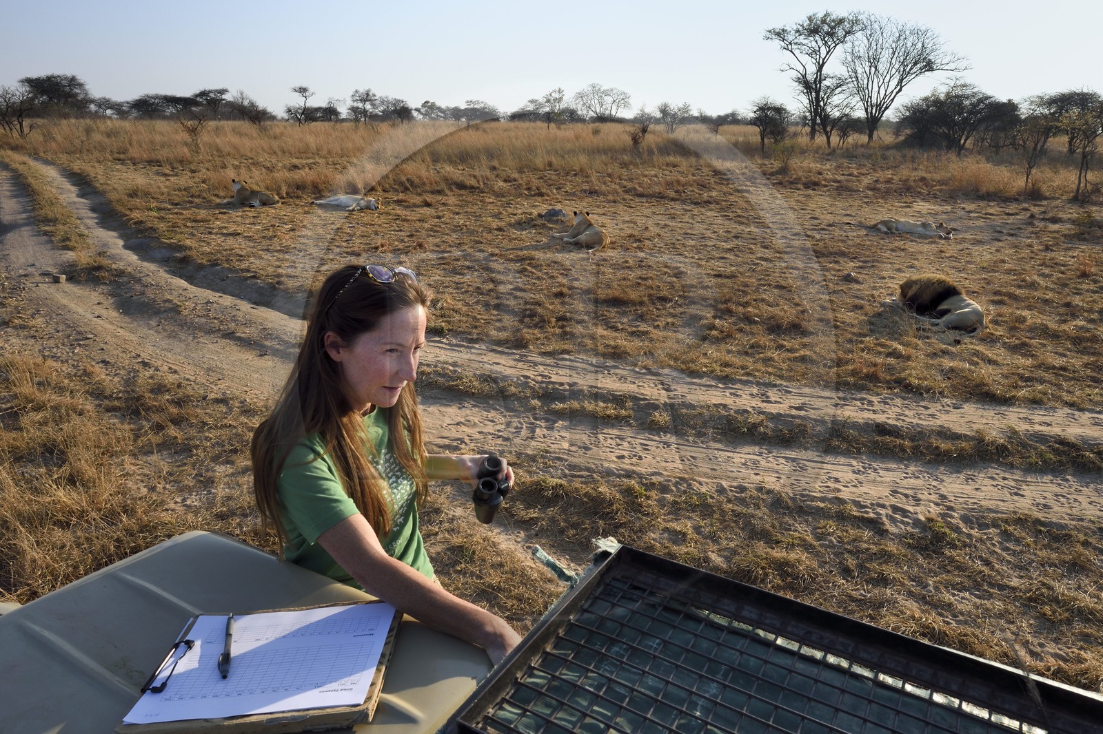 Zimbabwe, Midlands Province, Gweru, Antelope Park home to ALERT (African Lion and Environmental Research Trust), Yvonne Gordon is in charge of the observation of the behavior of lions to be released in a pride in a national park, here in zone 2 the four adult females and the male that have born the lions to be released
