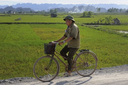 Vietnam, province de Ninh Binh, cycliste devant des rizières