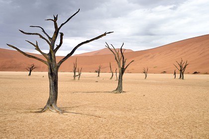 Namibie, région d'Hardap, désert du Namib, parc national du Namib-Naukluft, Erg du Namib classé Patrimoine Mondial de l'UNESCO, dunes de Sossusvlei, Dead Vlei, arbres morts de Camelthorn Acacia (Acacia erioloba)