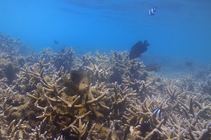 France, île de la Réunion, le récif corallien du lagon de la plage de Saint-Gilles et de l'Ermitage (vue sous-marine)
