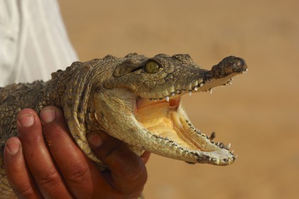 Egypte, Haute Egypte, Lac Nasser, site des temples d'Amada, bébé crocodile du Nil