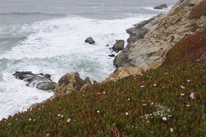 United States, California, Moss Beach on Highway n°1 south of San Fransisco
