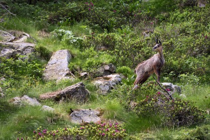 France, Alpes-Maritimes, parc national du Mercantour (Mercantour National Park), Valmasque valley, chamois (Rupicapra rupicapra)