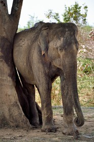 Sri Lanka, province d'Uva, Parc national d'Uda Walawe (Udawalawe National Park), éléphant d'Asie (Elephas maximus) se grattant contre un arbre