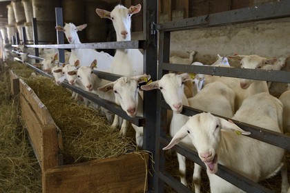 France, Loire (42), Parc Naturel Régional du Pilat, Pélussin, production par le GAEC de la Cabriole du fromage de chèvre Rigotte de Condrieu AOC, chevrettes nées dans le mois