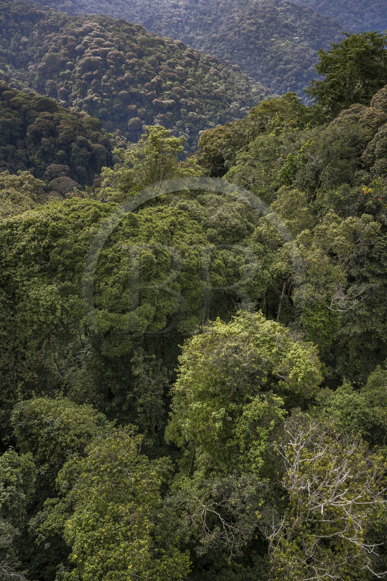 Rwanda, Western Province, Ibanda Hill at Uwinka, Nyungwe National Park, the canopy seen from the Canopy walkway in the rainforest