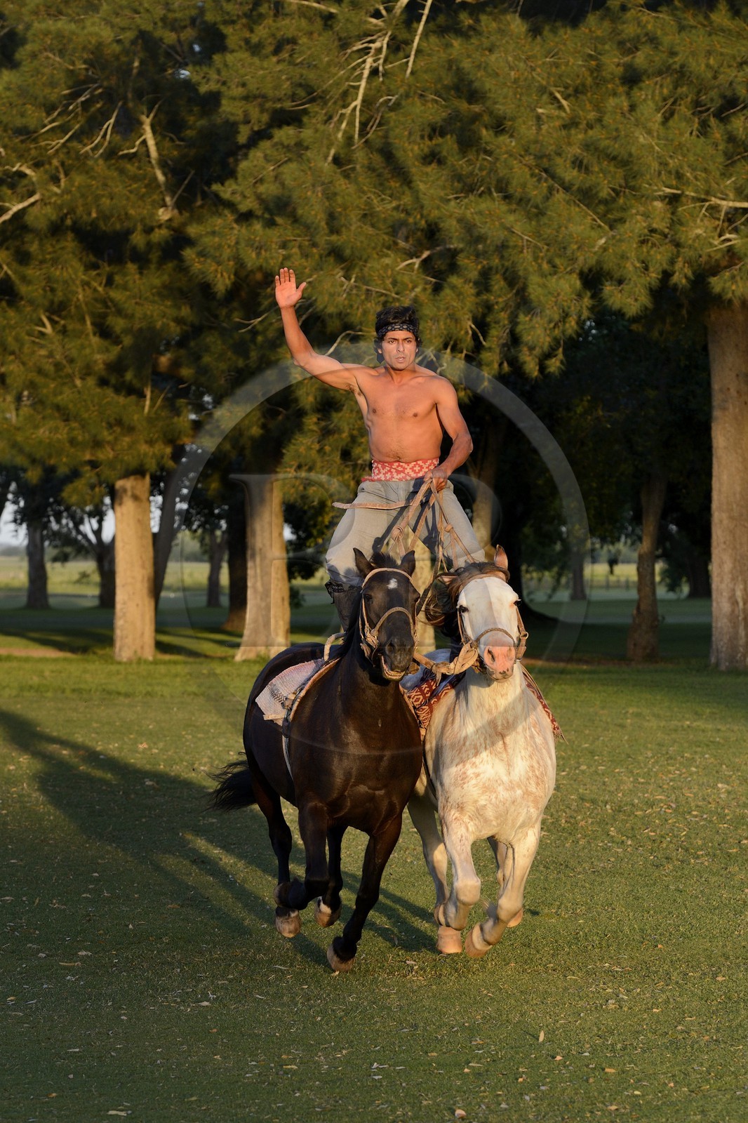 Argentine, province de Buenos Aires, San Antonio de Areco, estancia La Bamba de Areco, demonstration du savoir-faire d'un cavalier amerindien avec son cheval
