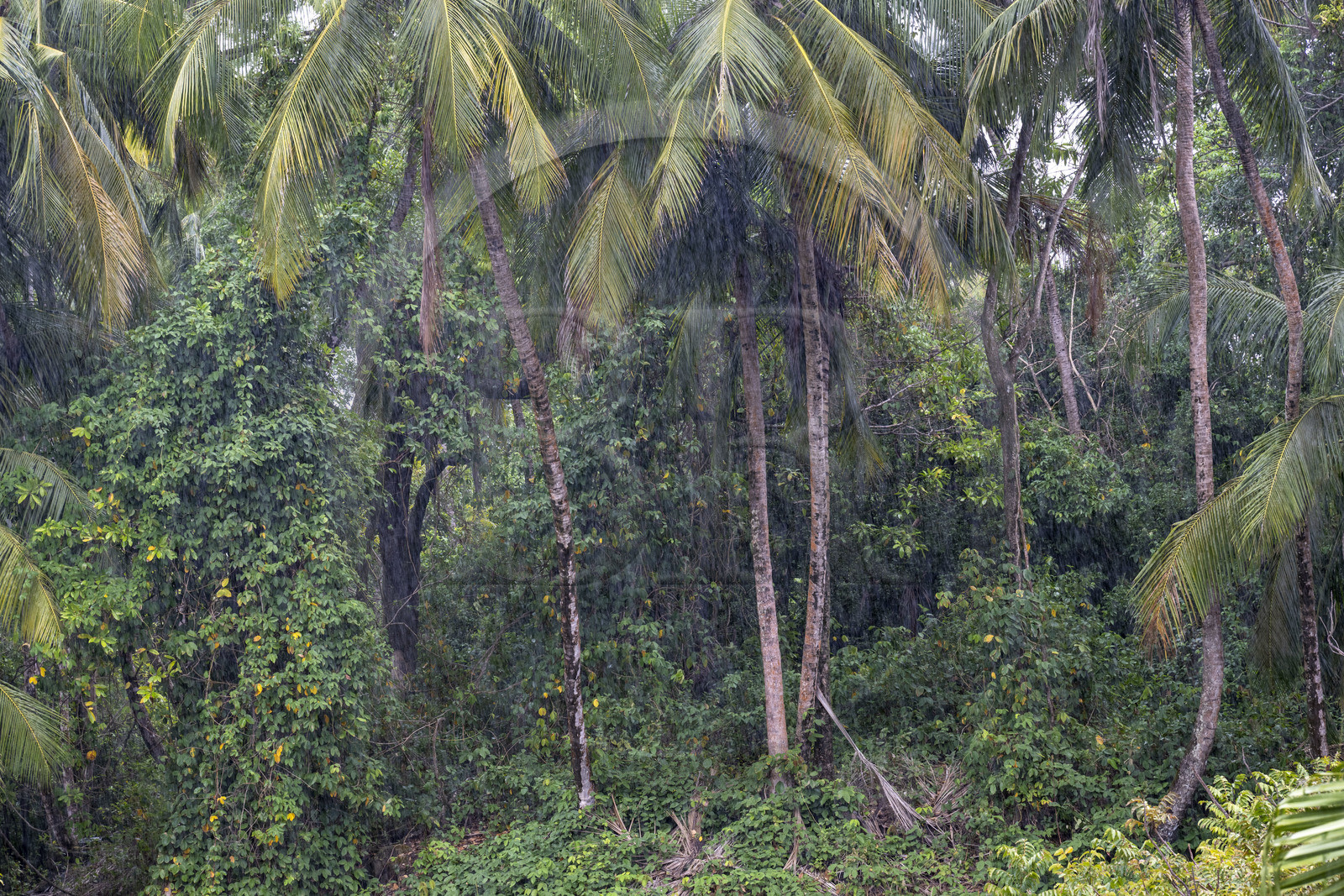 France, French Guiana, Kourou, Salvation Islands (Iles du Salut), Royal Island, tropical rain shower
