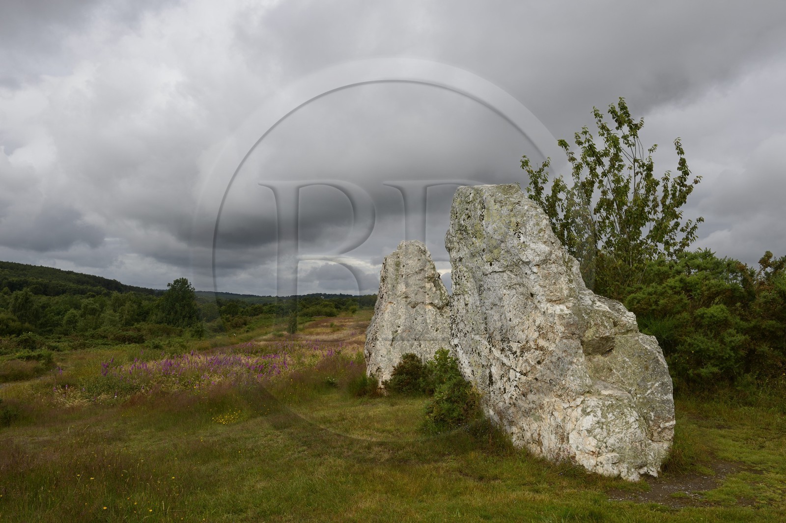 France, Ille-et-Vilaine (35), Saint-Just, monuments mégalithiques de la Lande de Cojoux, menhirs appelés Les Demoiselles