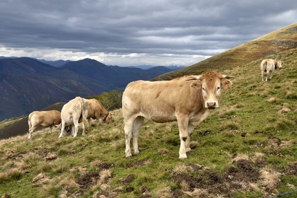 Spain, Basque Country, Navarra, Camino de Santiago (the Way of St. James) between Saint Jean Pied de Port and Roncesvalles, herd of cows