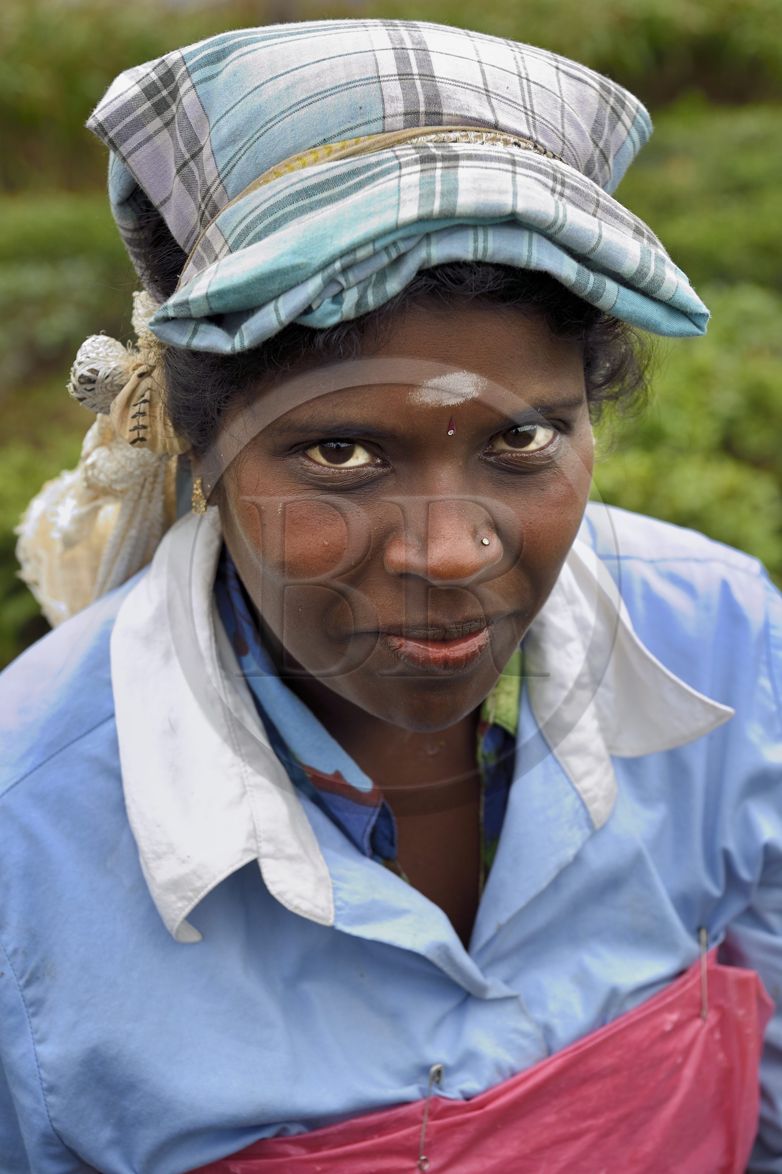 Sri Lanka, Province d'Uva, Bandarawela, femme tamoul travaillant à la cueillette des feuilles dans une plantation de thé